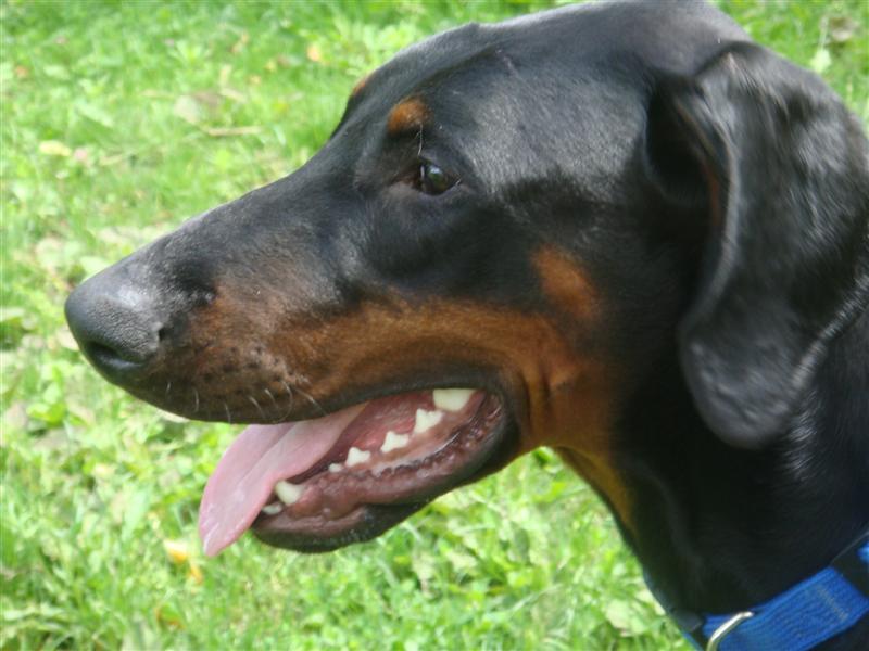 Ration of puppies of different types of breeds